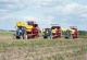 Semi-trailed potato harvester PT25