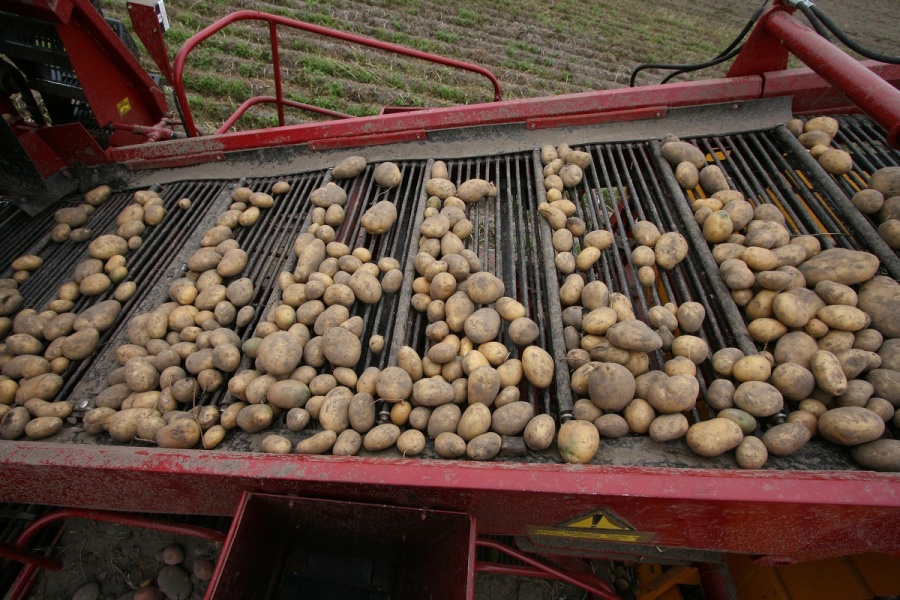 Semi-trailed potato harvester PT25